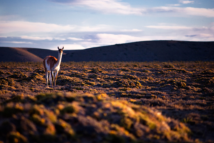Suspicious looking llama.. Patagonia, South America