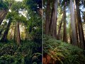 Avenue of the Giants, Omprakash Movie, USA