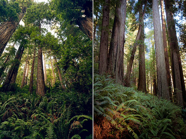 Avenue of the Giants, Omprakash Movie, USA