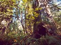 Avenue of the Giants, Omprakash Movie, USA