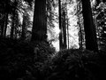 Avenue of the Giants, Omprakash Movie, USA