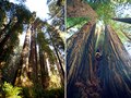 Avenue of the Giants, Omprakash Movie, USA