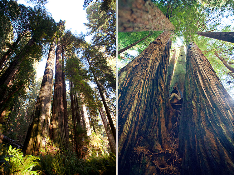 Avenue of the Giants, Omprakash Movie, USA