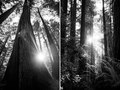 Avenue of the Giants, Omprakash Movie, USA