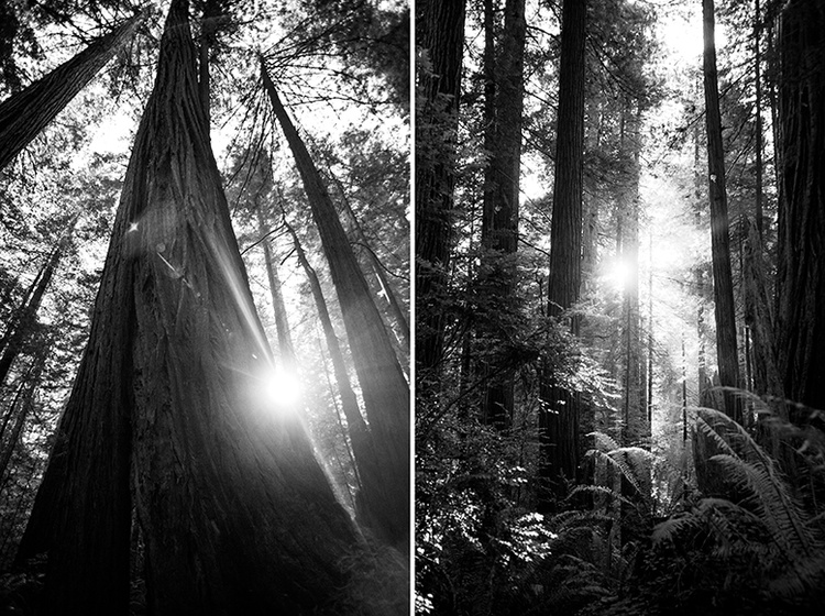 Avenue of the Giants, Omprakash Movie, USA