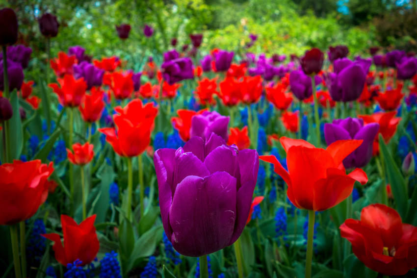 Botanical Gardens in Central Park, NYC
