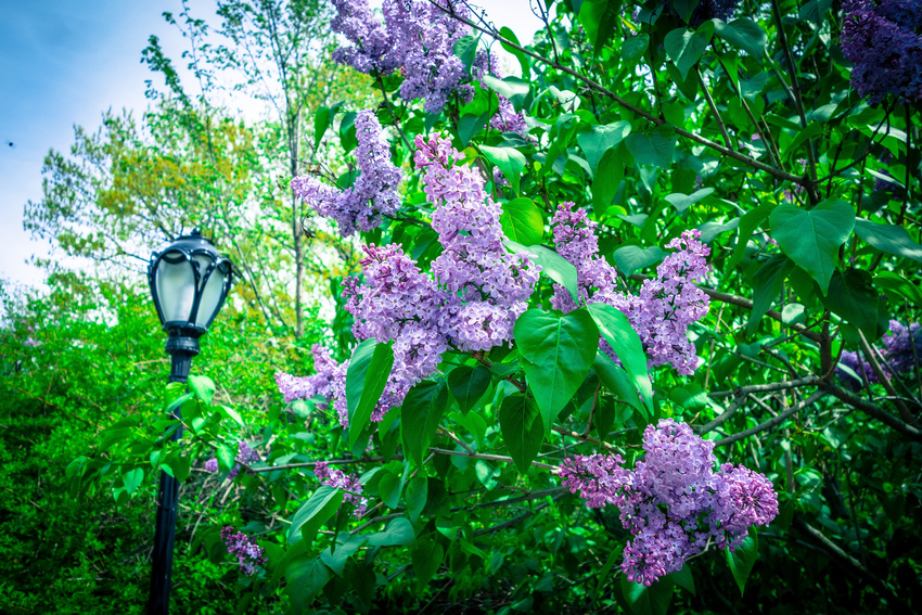 Botanical Gardens in Central Park, NYC