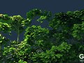 Client: Gobo