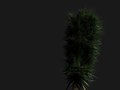 Client: Gobo