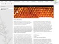 Website Design