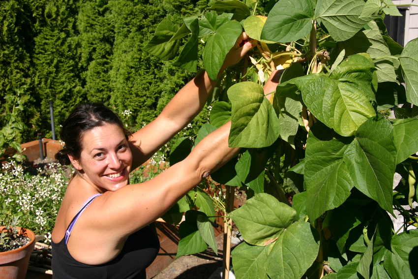 Picking Soup Beans