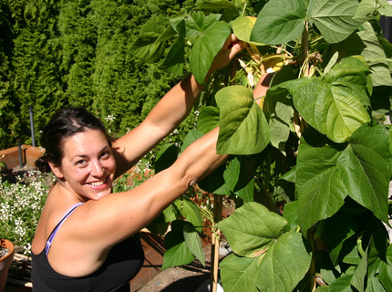 Picking Soup Beans