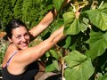 Picking Soup Beans