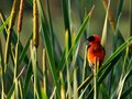 red bishop