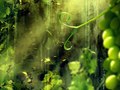 Cottage Vine