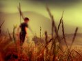 Run to the Hills