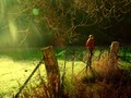 Walk to the Willows