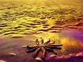 Washed Up Stars
