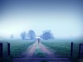 Silent Winter Walk