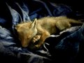 The Fox's Coat