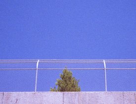 Arbor