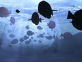 underwater