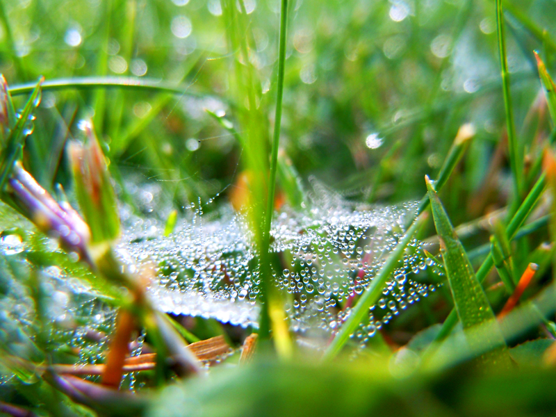 Drops on the web