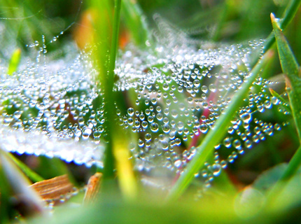 Drops on the web