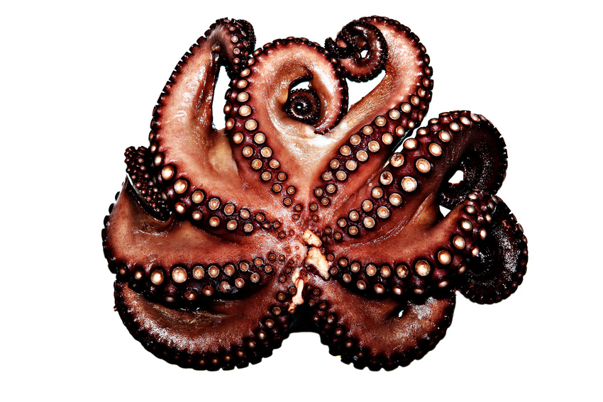 Pulpo