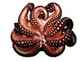 Pulpo