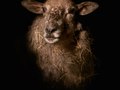 Lamb III