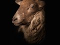 Lamb I