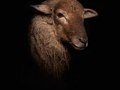 Lamb II