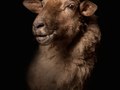 Lamb IV