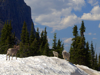Glacier National Park, Montana