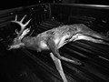 The Hunted, near Laredo, Southern Texas