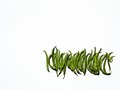 String Beans