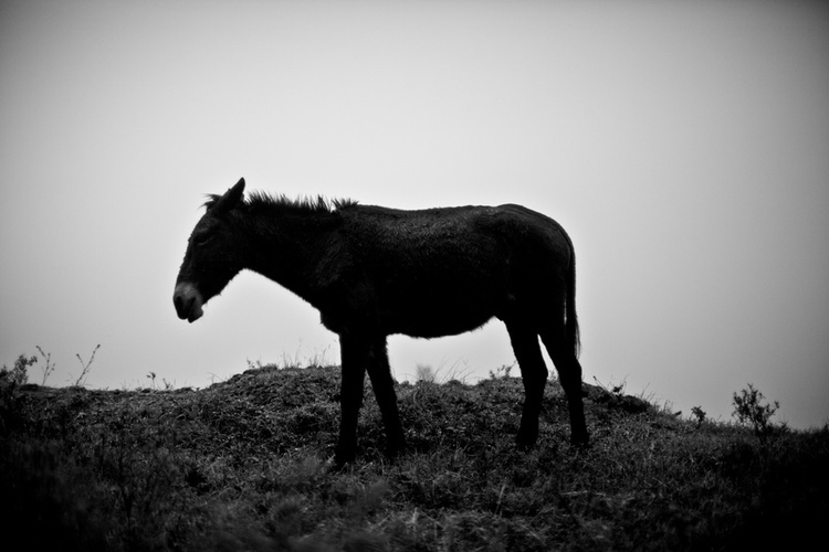 Equus Africanus Asinus
