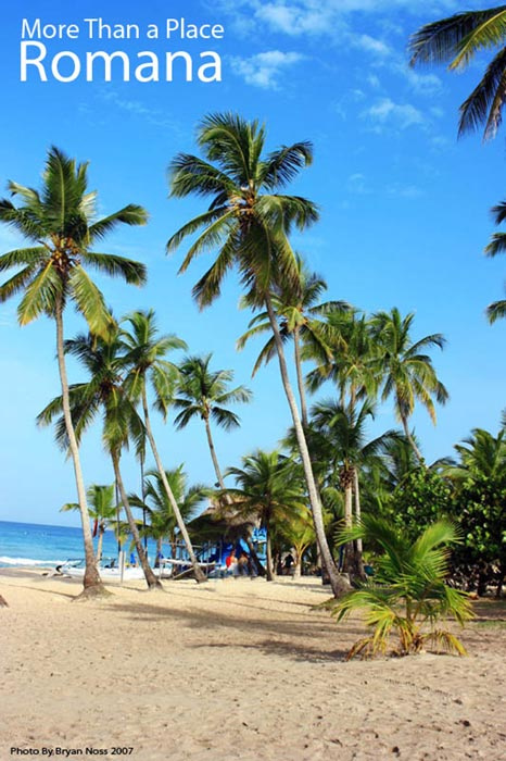 Palm Trees in La Romana, Dom. Rep.