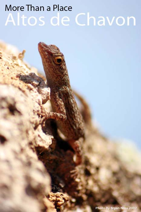 Wild Lizzard