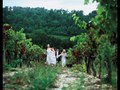 vineyard, shk properties