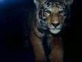 dead animals - tiger