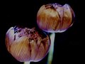decaying flowers- lotus