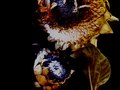 decaying flowers -sunflowers