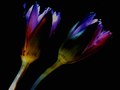 decaying flowers -water peng lotus