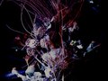 decaying flowers - pine