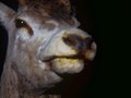 dead animals -red deer