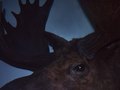 dead animals - moose