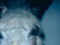 dead animals -domestic donkey