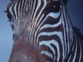 dead animals - mountain zebra